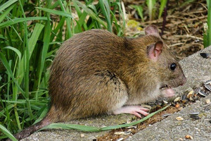 Vorsorgemaßnahmen zur Vermeidung von Rattenplagen